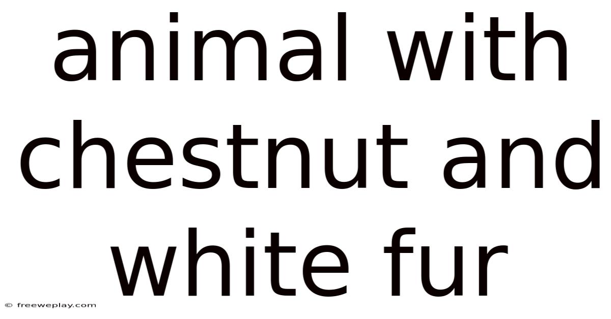 Animal With Chestnut And White Fur