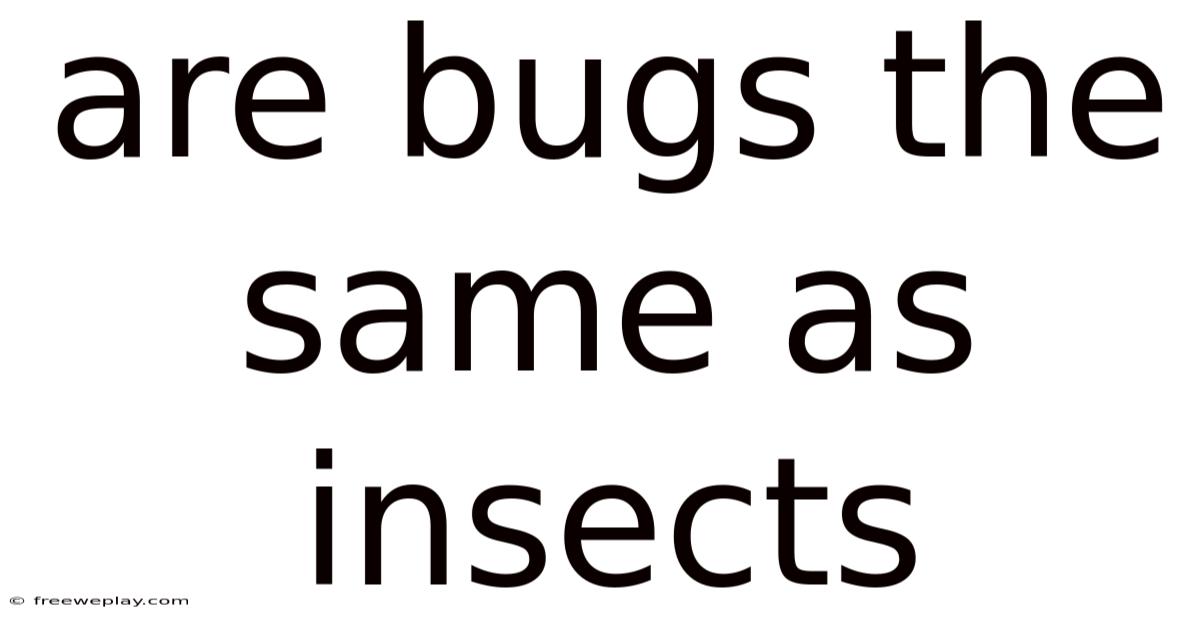 Are Bugs The Same As Insects