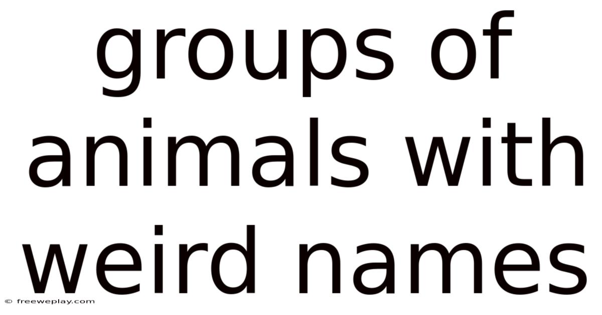 Groups Of Animals With Weird Names