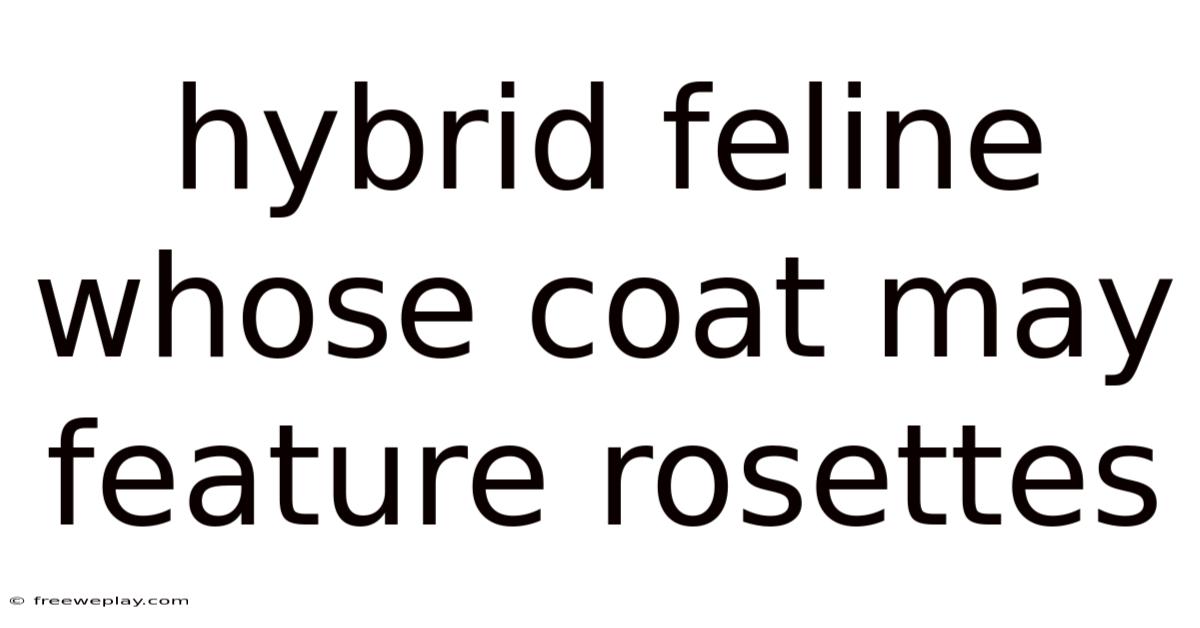 Hybrid Feline Whose Coat May Feature Rosettes