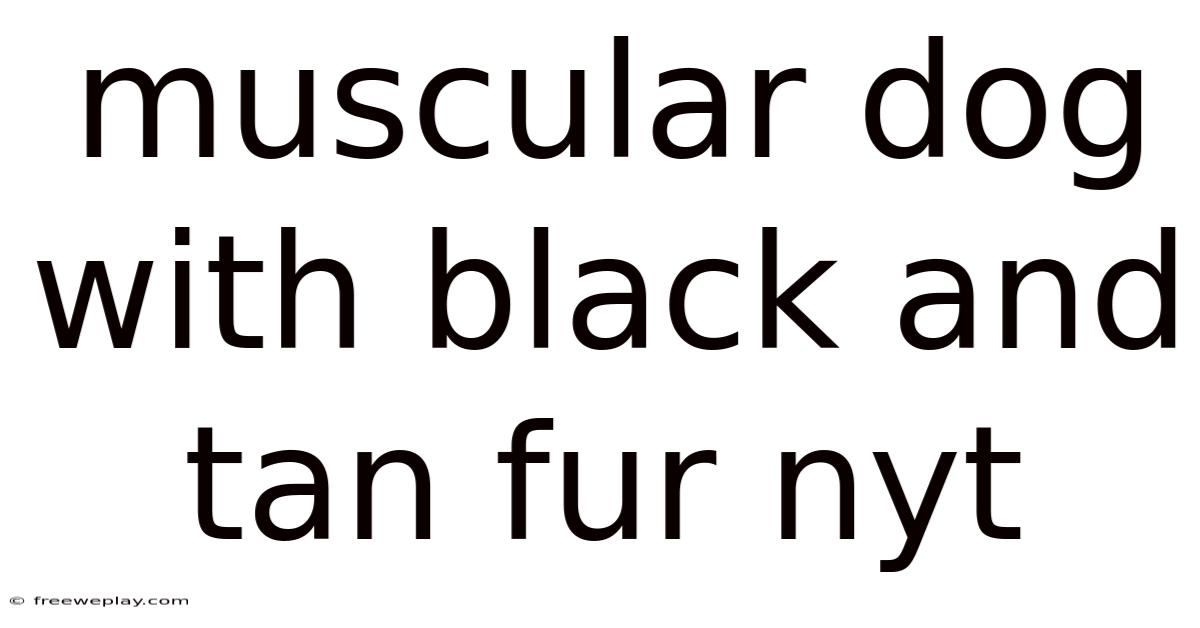 Muscular Dog With Black And Tan Fur Nyt