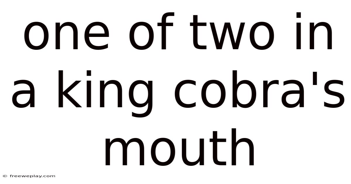 One Of Two In A King Cobra's Mouth