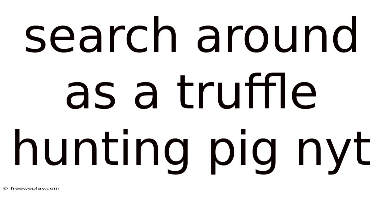 Search Around As A Truffle Hunting Pig Nyt