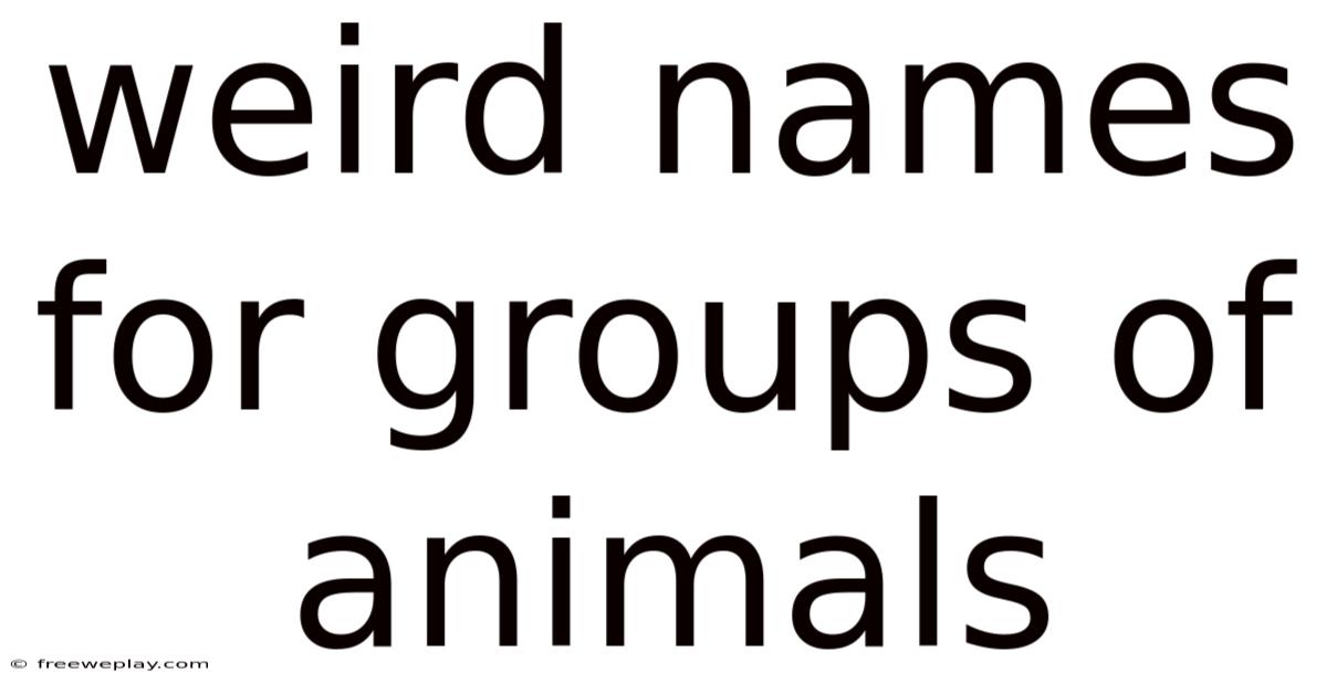 Weird Names For Groups Of Animals