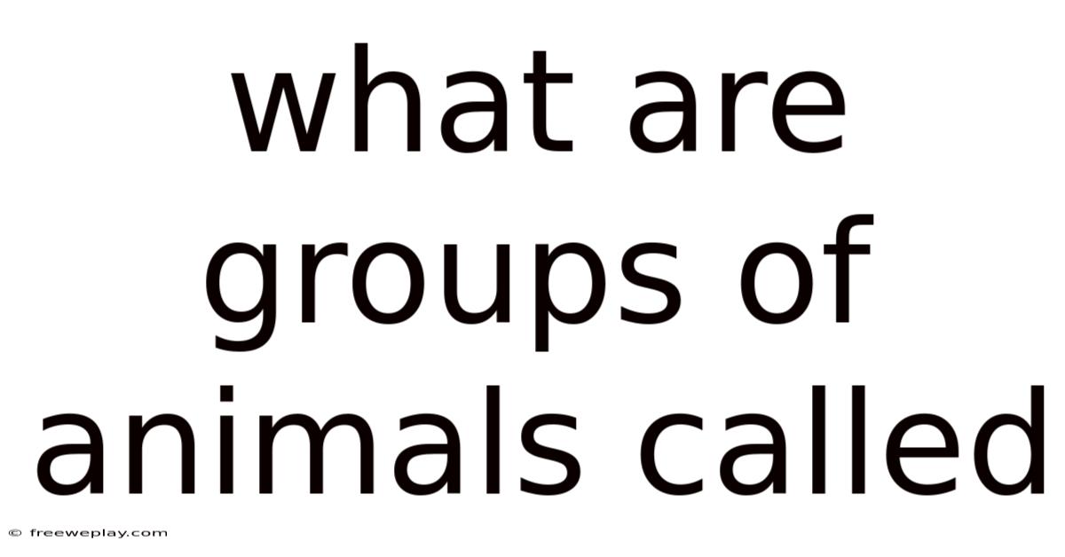 What Are Groups Of Animals Called