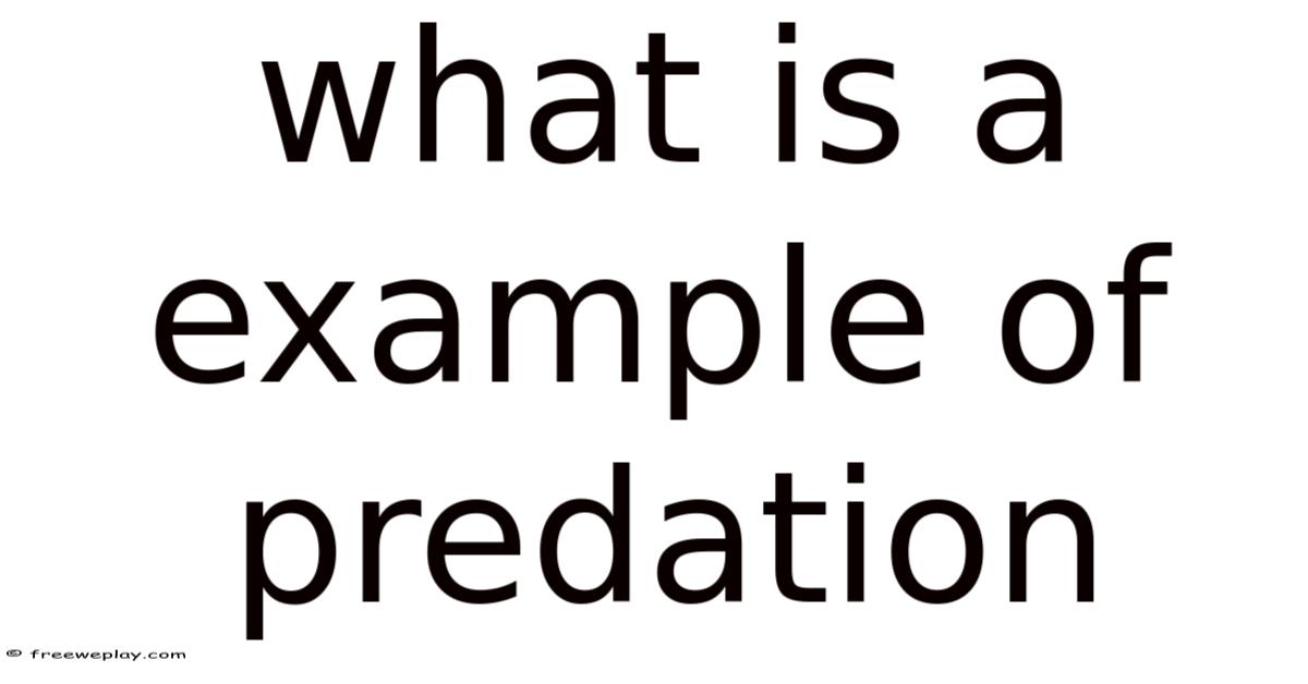 What Is A Example Of Predation
