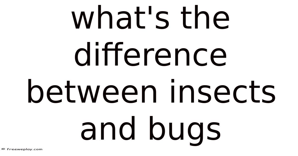 Difference Between Insects What's The Difference Between Insects And Bugs