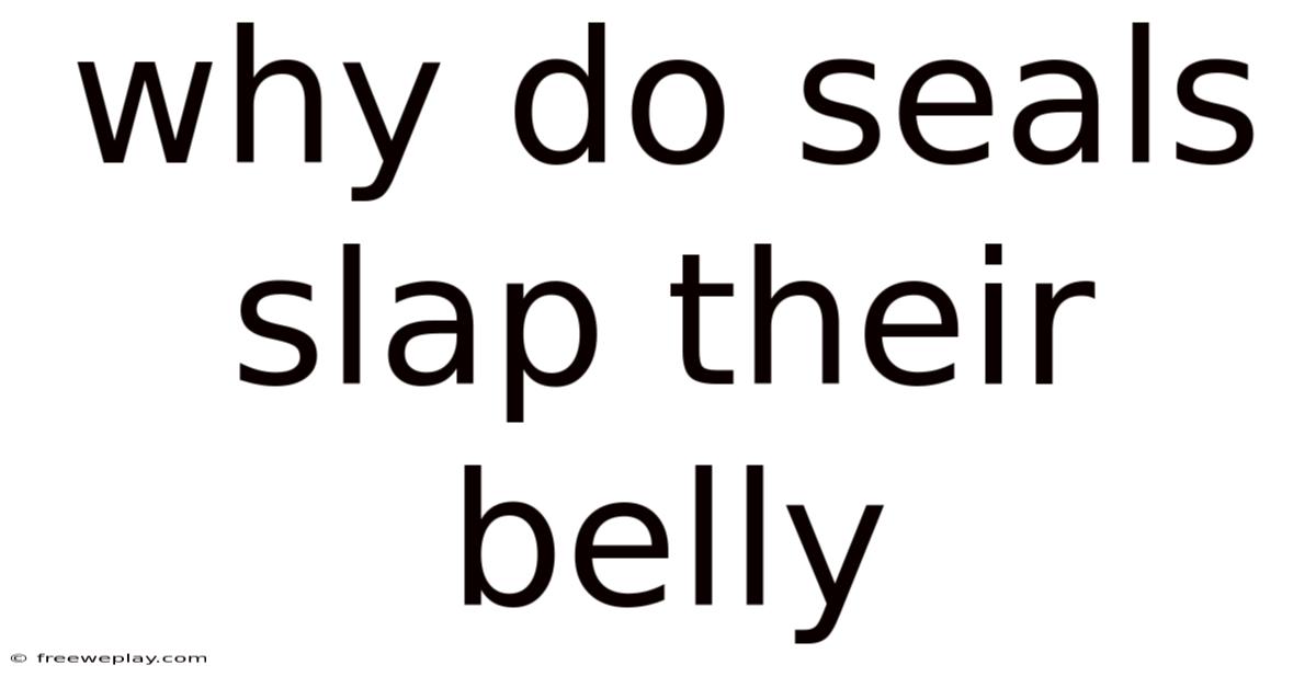 Why Do Seals Slap Their Belly